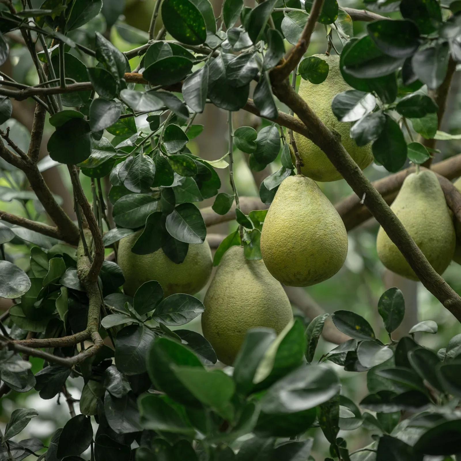 O pomelo Madou, em Tainan, com casca verde-azulada e brilho oleoso, pendurado em cachos nos galhos