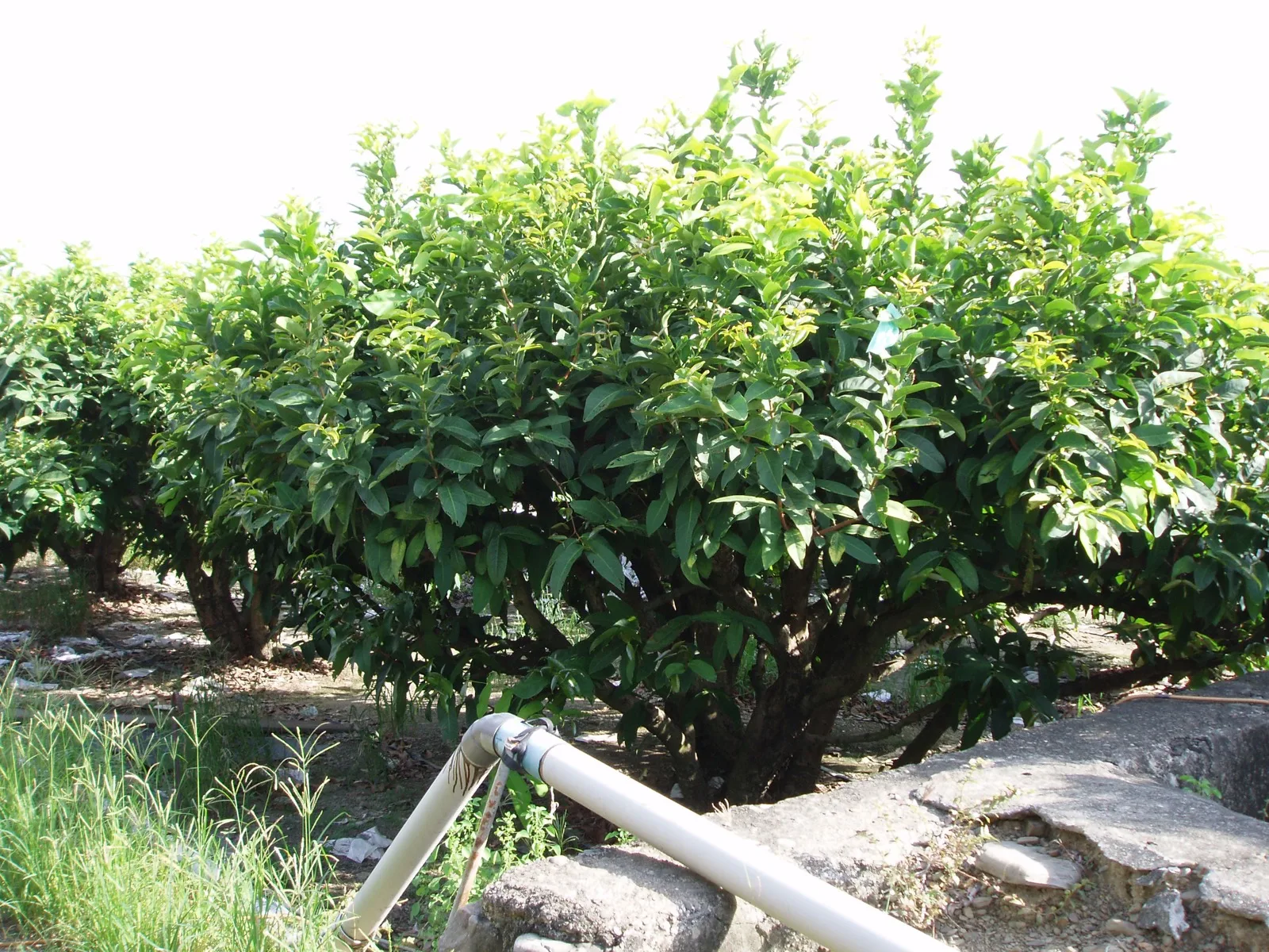 O pomar de Maçã-de-cera Negra de Pingtung, copa coberta por rede preta anti-pragas, frutos já encapeados