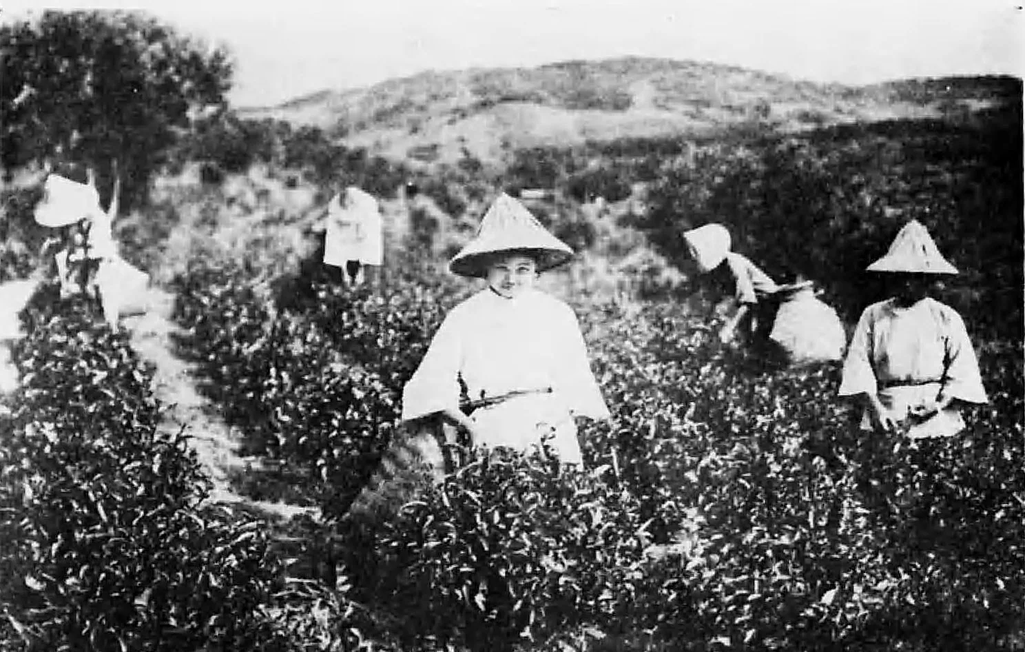 Jardim de chá de Taiwan por volta de 1933