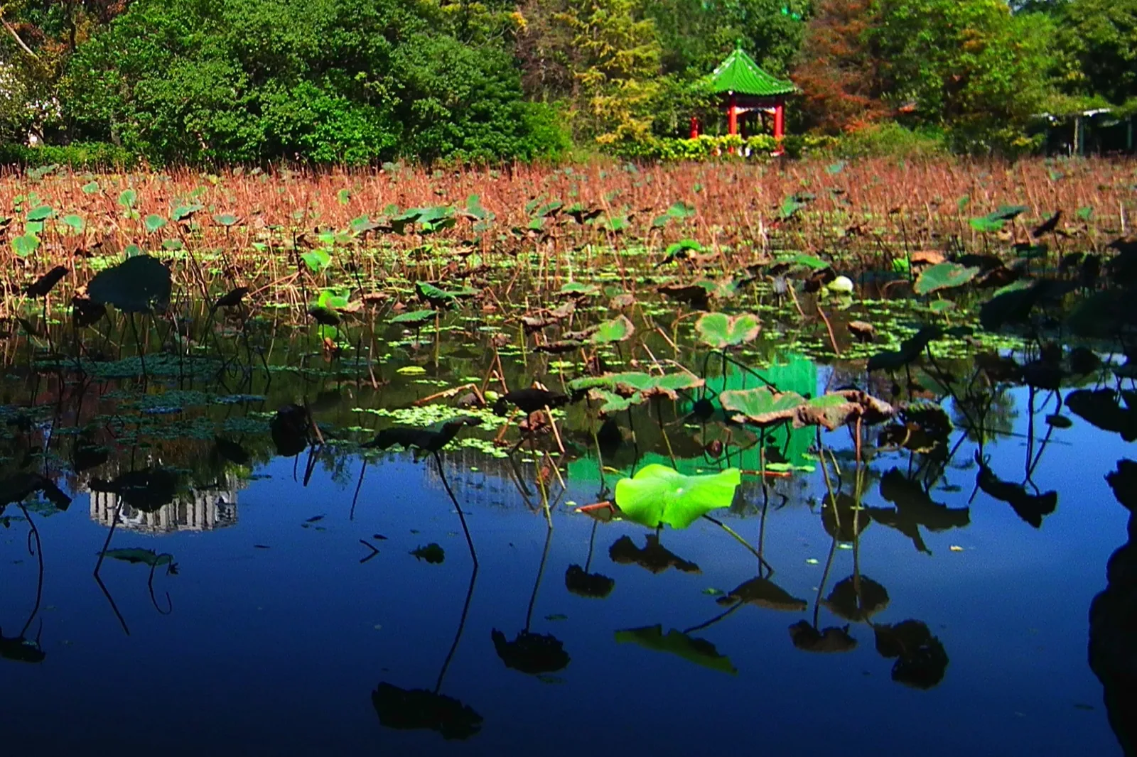 The lotus pond at the Taipei Botanical Garden, about 1 hectare in area, is one of Taipei's earliest artificial landscape ponds. The Botanical Garden was established by the Japanese colonial Bureau of Productive Industries in 1896 as the 