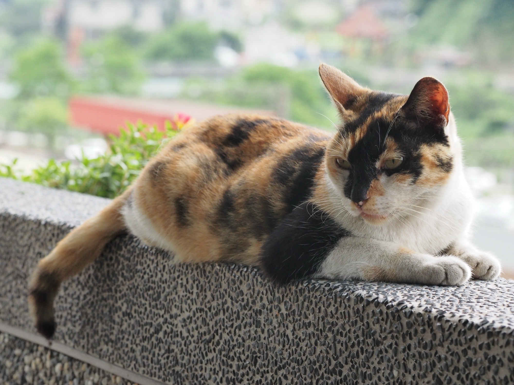 猴硐街貓特寫,一隻黑白橘三花在街道上回望鏡頭,背景是濕潤的石階