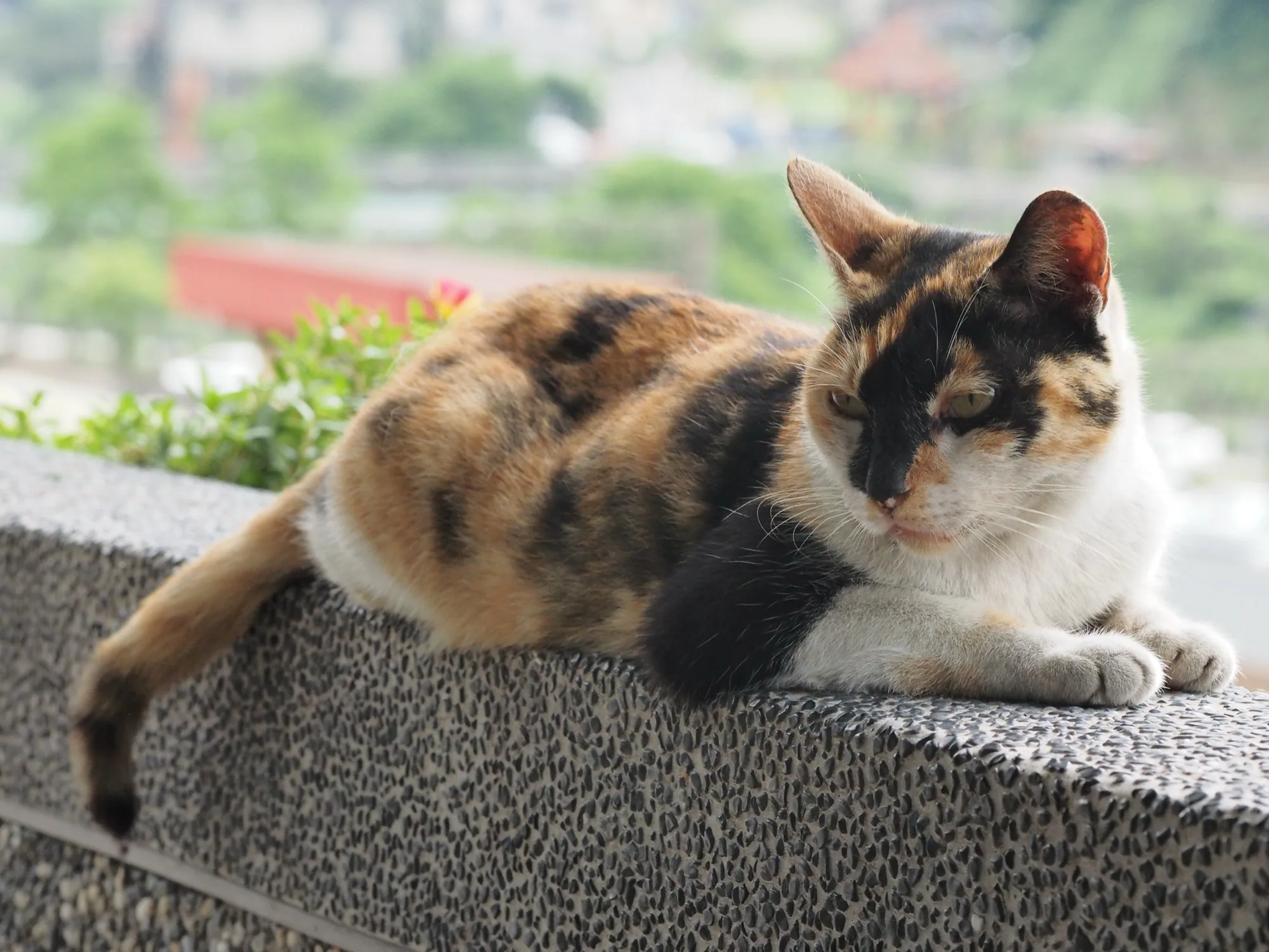 Gros plan sur un chat errant de Houtong, un calico tricolore noir-blanc-orange regardant l'objectif depuis une rue, arrière-plan de marches de pierre mouillées