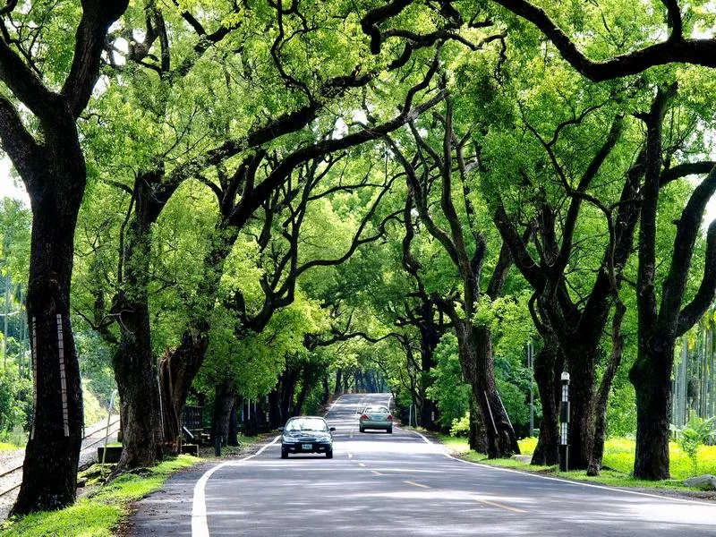 南投集集鎮台十六線公路兩側百年樟樹形成的綠色隧道,車輛行駛其中