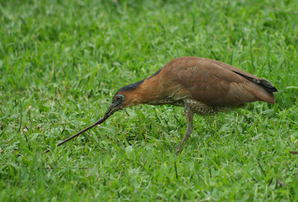 マレーゴイサギ：バードウォッチャーの夢の鳥、キャンパスの「大きなおバカ鳥」