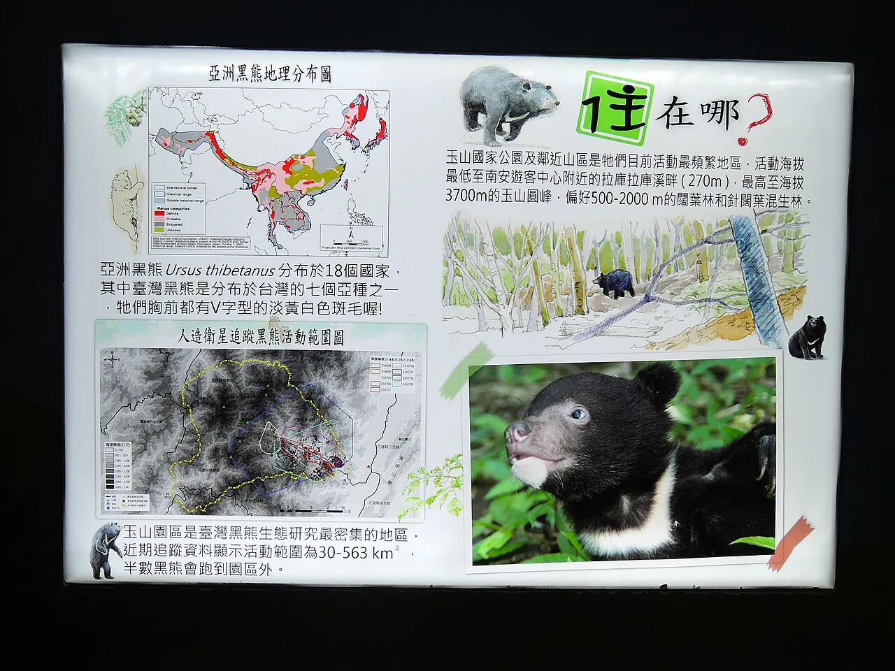南安遊客中心的台灣黑熊展示照片