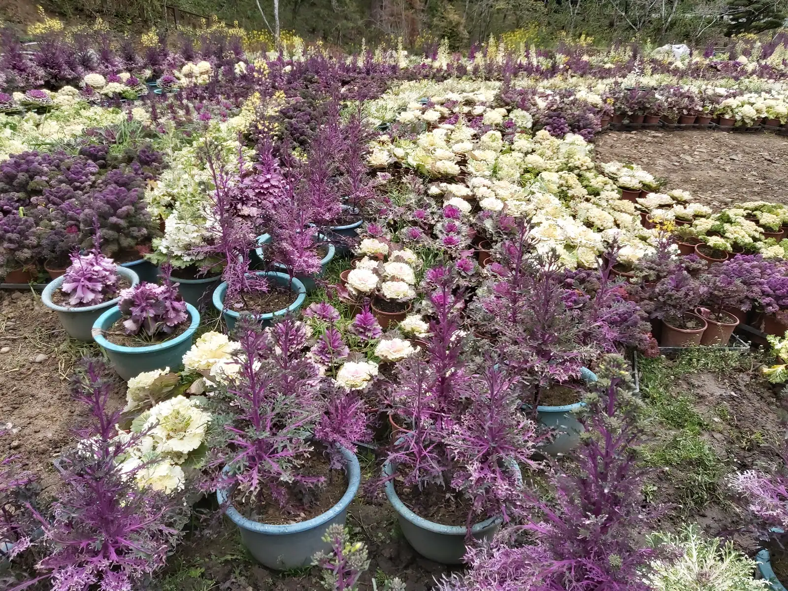 杉林溪花卉中心