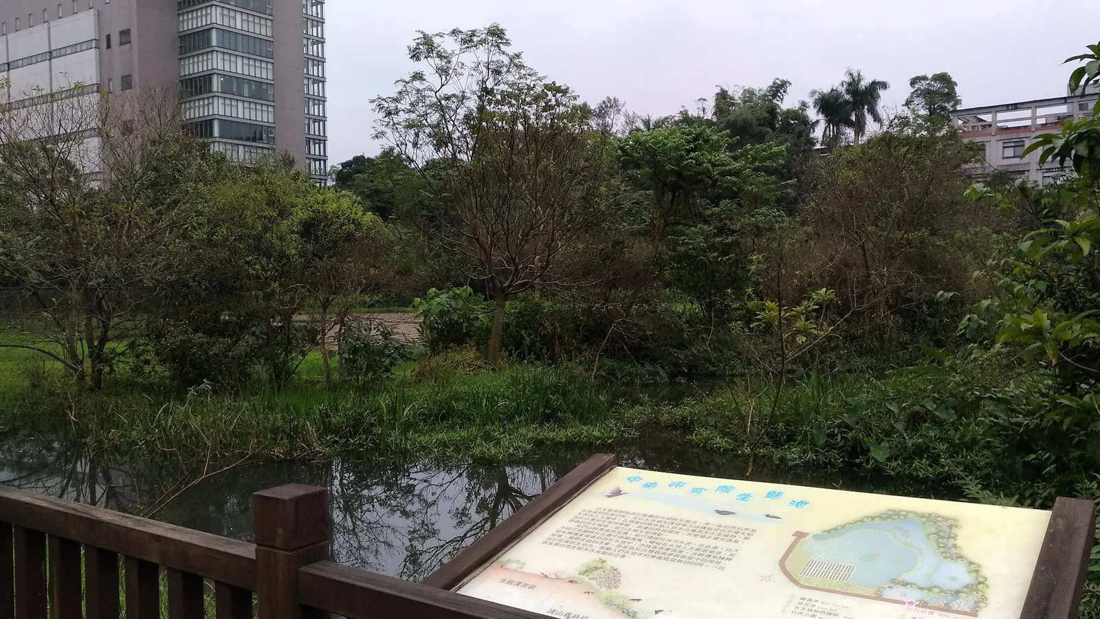 中央研究院院區內的生態池，水面倒映樹影，池畔有水生植物與步道