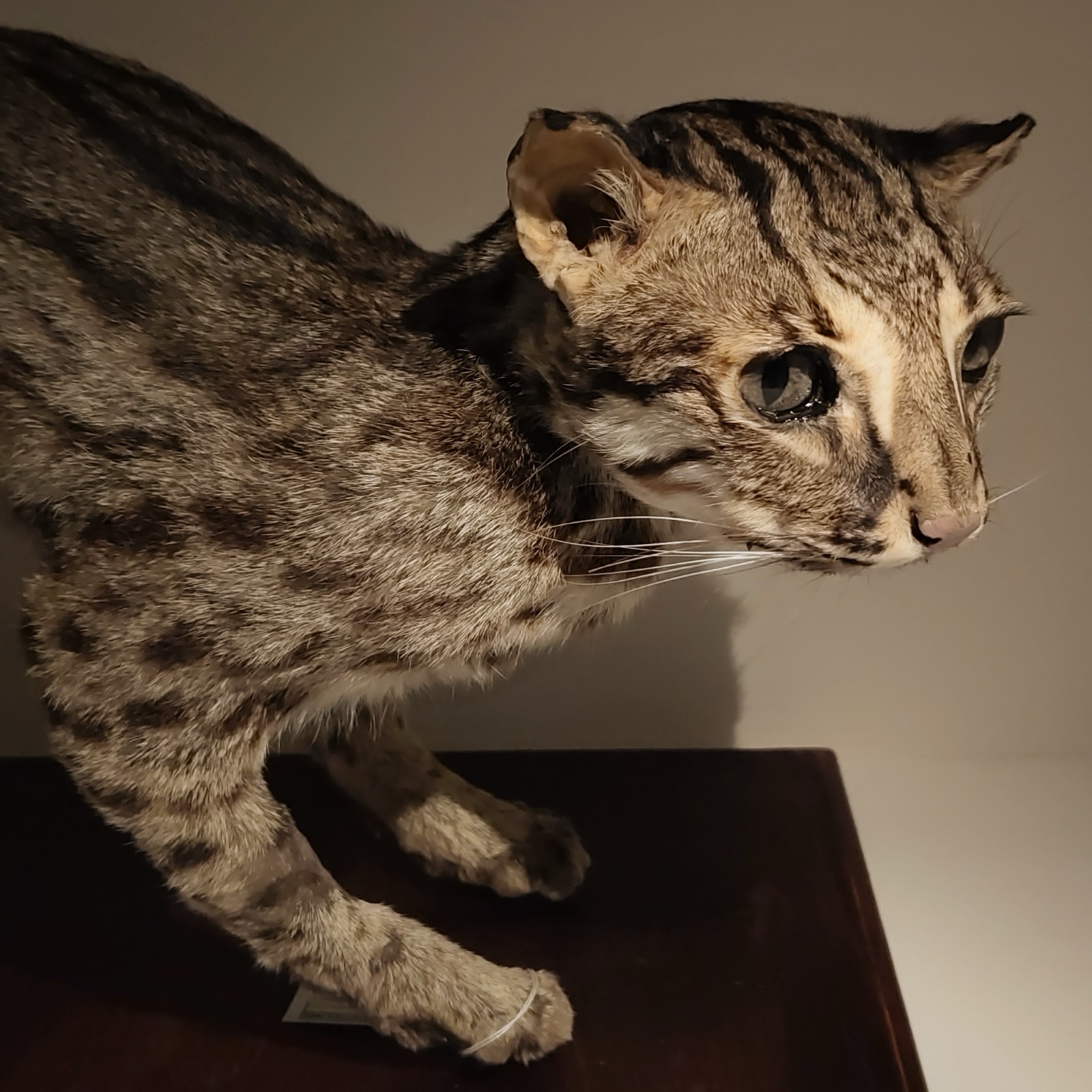 台灣流浪動物文化：從十二夜到石虎之死，動保跟野保的電車難題